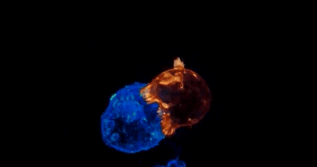 award-winning videos prove the micro world is just as beautiful