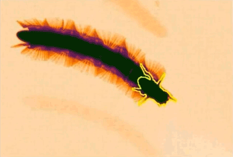 award-winning videos prove the micro world is just as beautiful