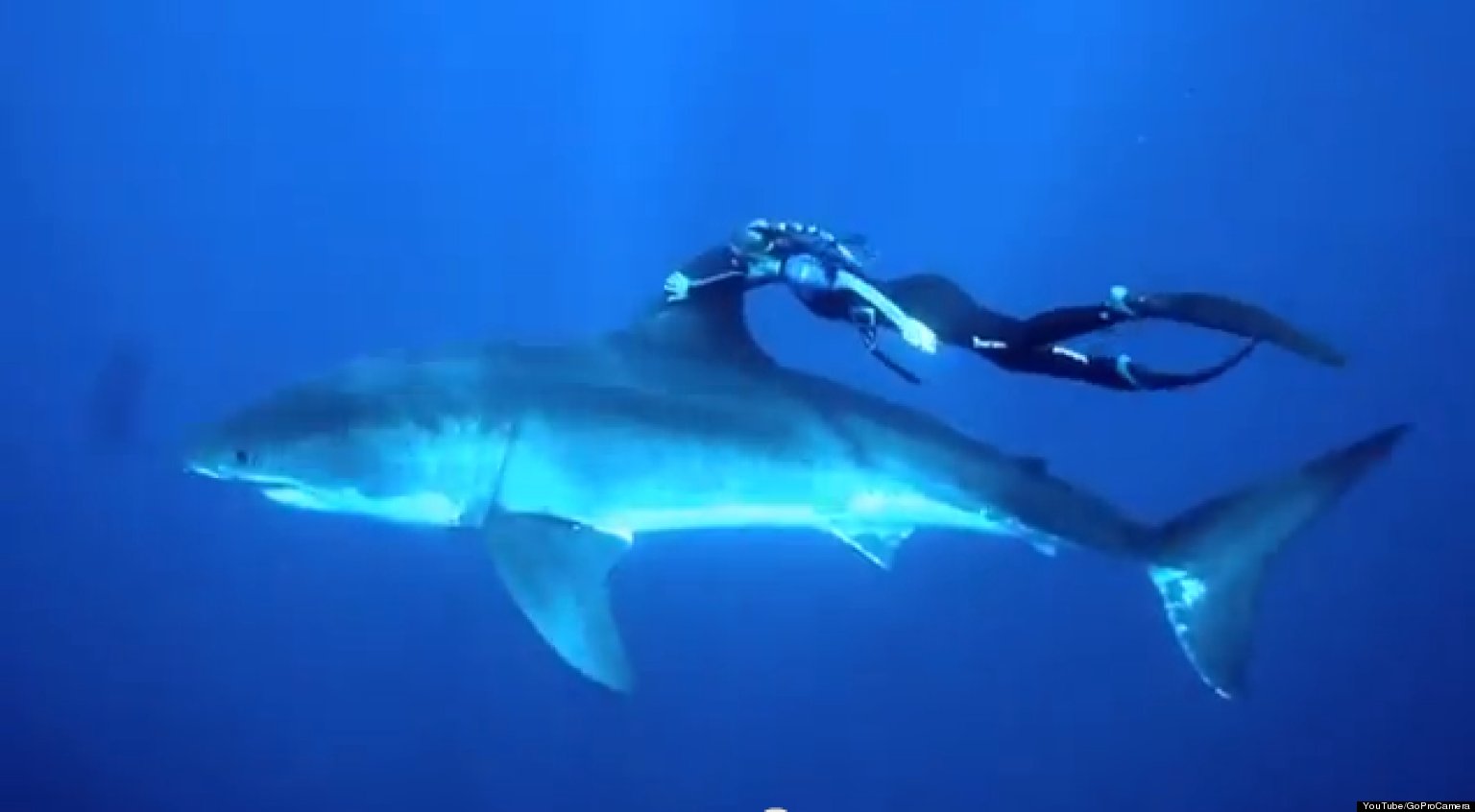 Ocean Ramsey Shark Diver Swims With Great White Shark VIDEO HuffPost