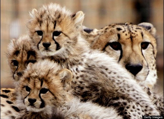 Lion Cubs Hug Trainer On His Last Day At Park (VIDEO) | HuffPost