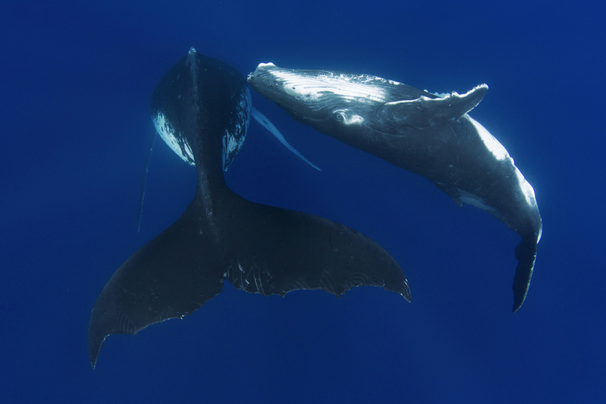 Why Researchers Are Super Excited They Saw This Whale's Penis | HuffPost