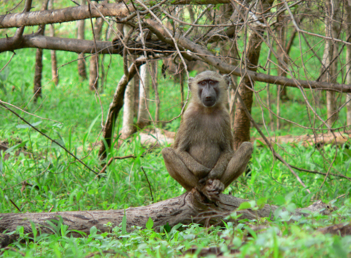 Animals Doing Yoga (PHOTOS) | HuffPost