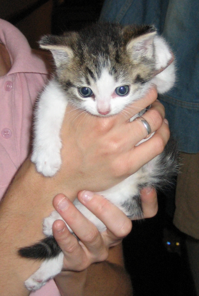 Cute Cats Writing App 'Written? Kitten' For NaNoWriMo Authors HuffPost