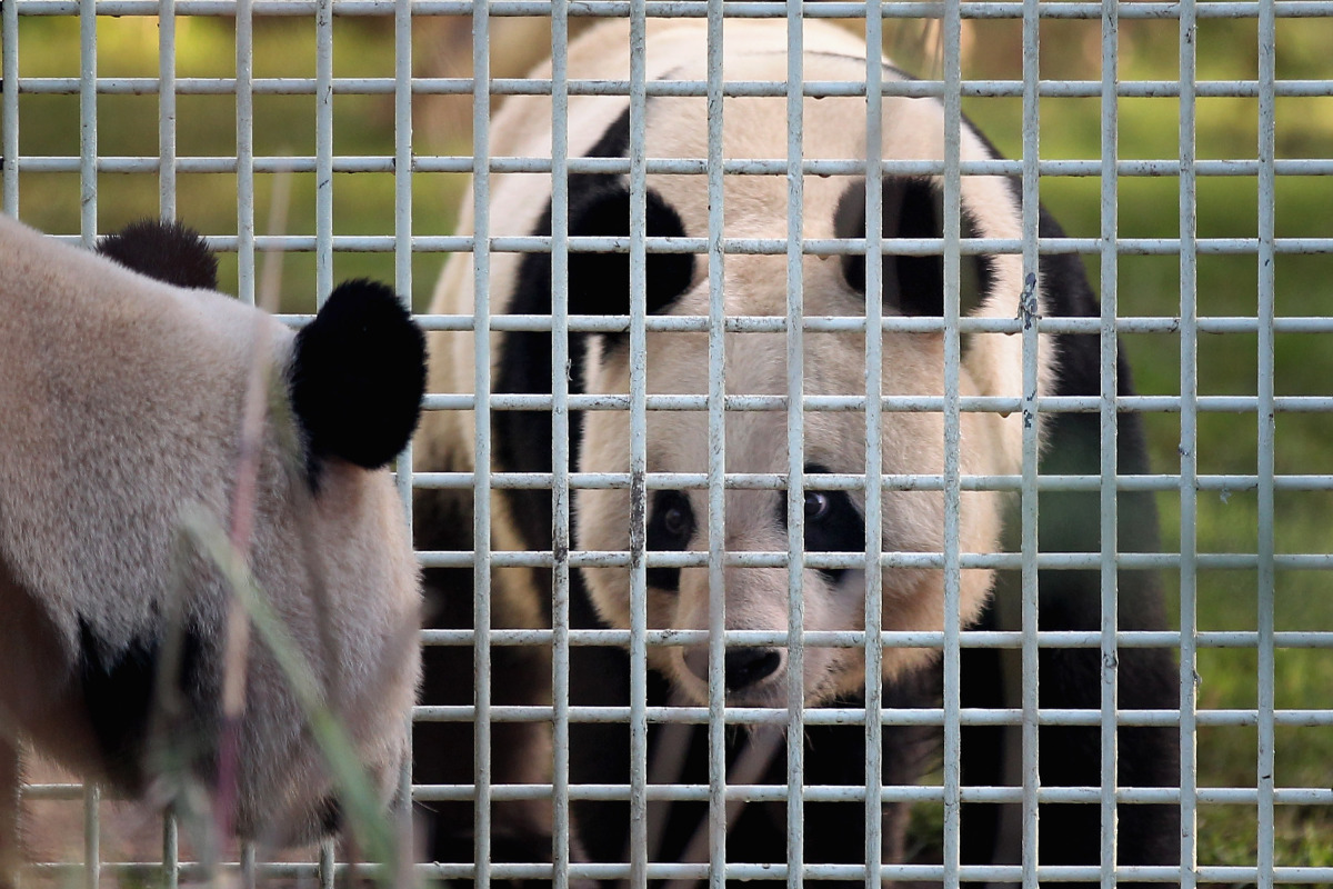 Illegal Zoo Seized From Singapore Apartment Containing 32 Exotic