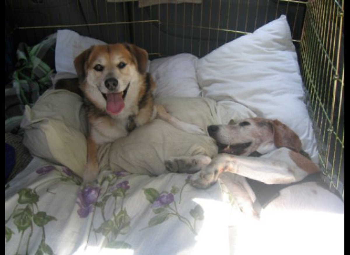 dog adoption story dog adoption story