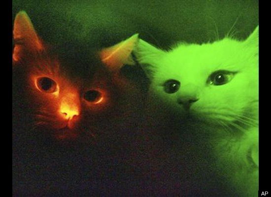In 2007, South Korean scientists altered a cat’s DNA to make it glow in the dark and then took that DNA and cloned other cats