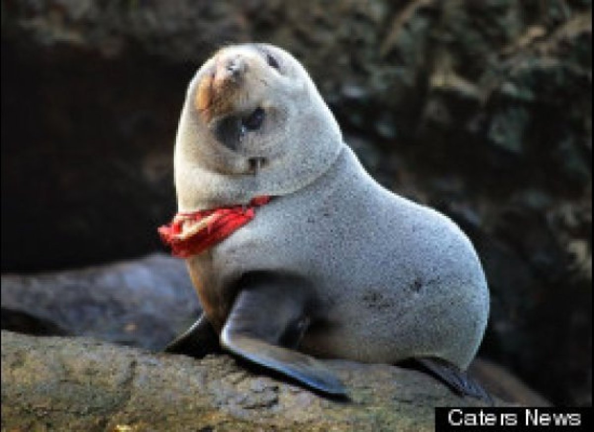 This little seal was nearly strangled to death when it got tangled up in a discarded G-string thong near the Lovers Leap Cliffs of New Zealand.

Luckily, a passerby saw the panicked pup, and conservation workers were able to free the animal from the offending garment.
