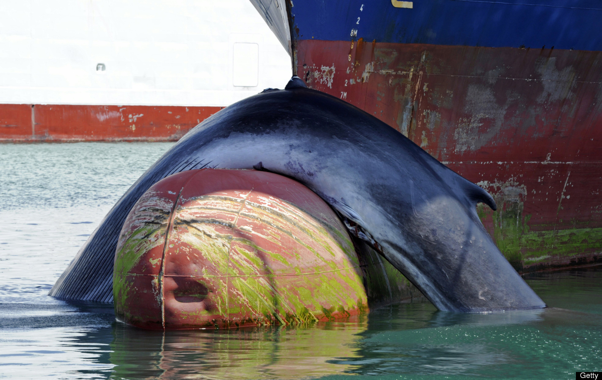 Whale Struck And Killed By 'Mont Ventoux' Cargo Ship (PHOTOS) HuffPost
