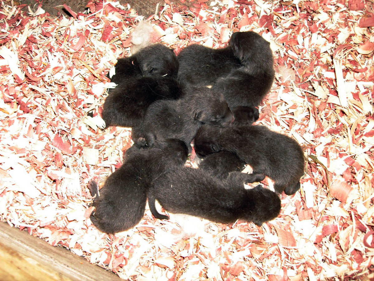 Arctic Fox Puppies Born At Como Zoo In Minnesota (PHOTOS) | HuffPost