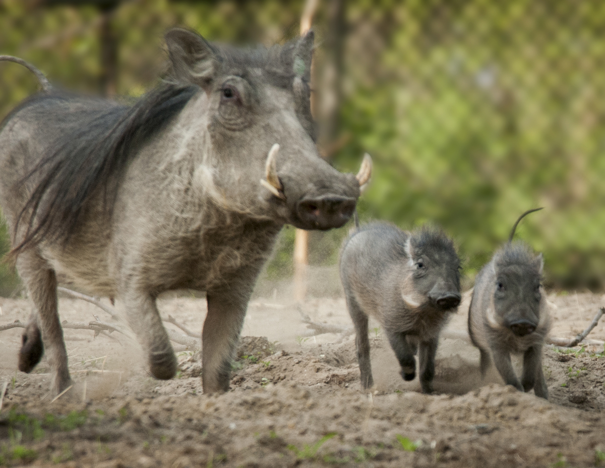 Baby Warthogs Born At Detroit Zoo Have Us Wondering If A Baby Animal