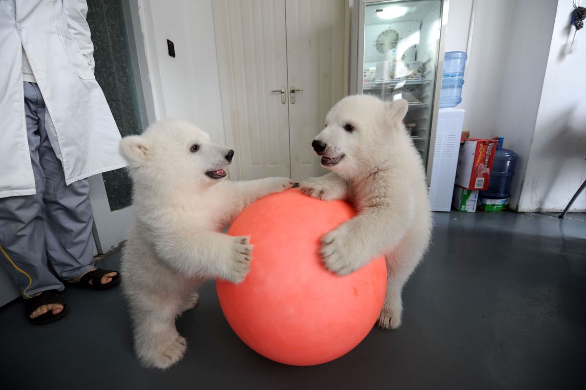 Polar Bear Cubs Born In China Celebrate Their First 100 Days (PHOTOS