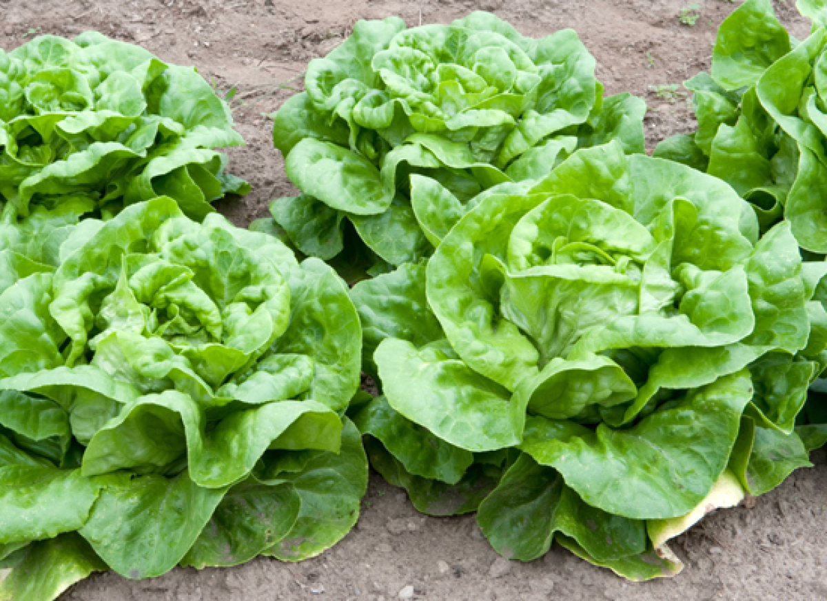 Lettuce Varieties A Guide To What's What HuffPost