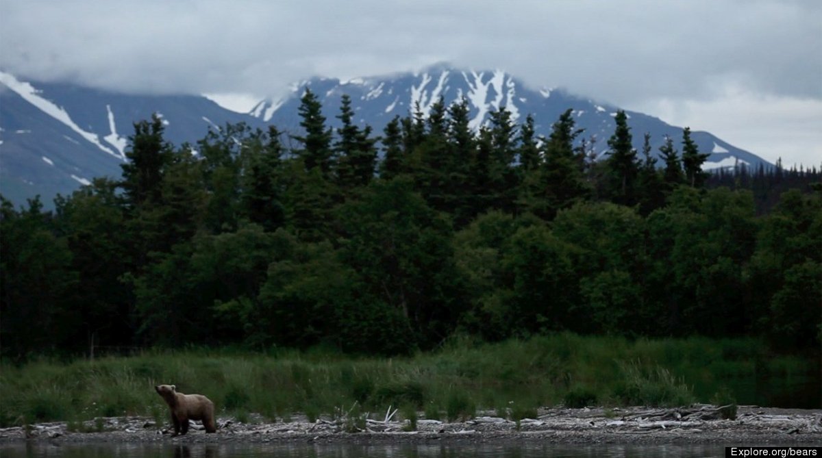 Alaska Bear Cam Lets You Watch Brown Bears Catch Salmon Live At Katmai