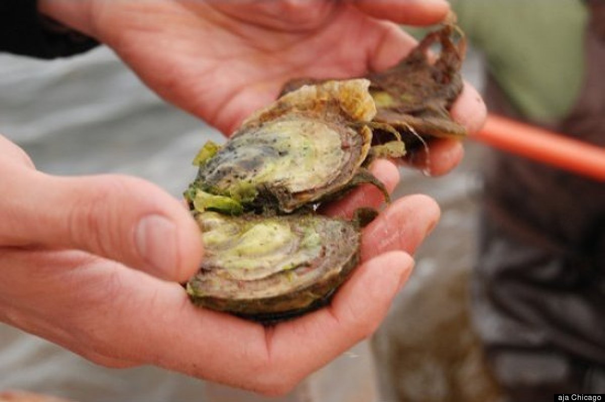 East Coast Oysters A Guide To Origin, Flavor And How To Eat Them