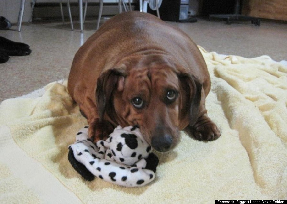 Obie The Formerly Obese Dachshund Loses Almost 50 Pounds