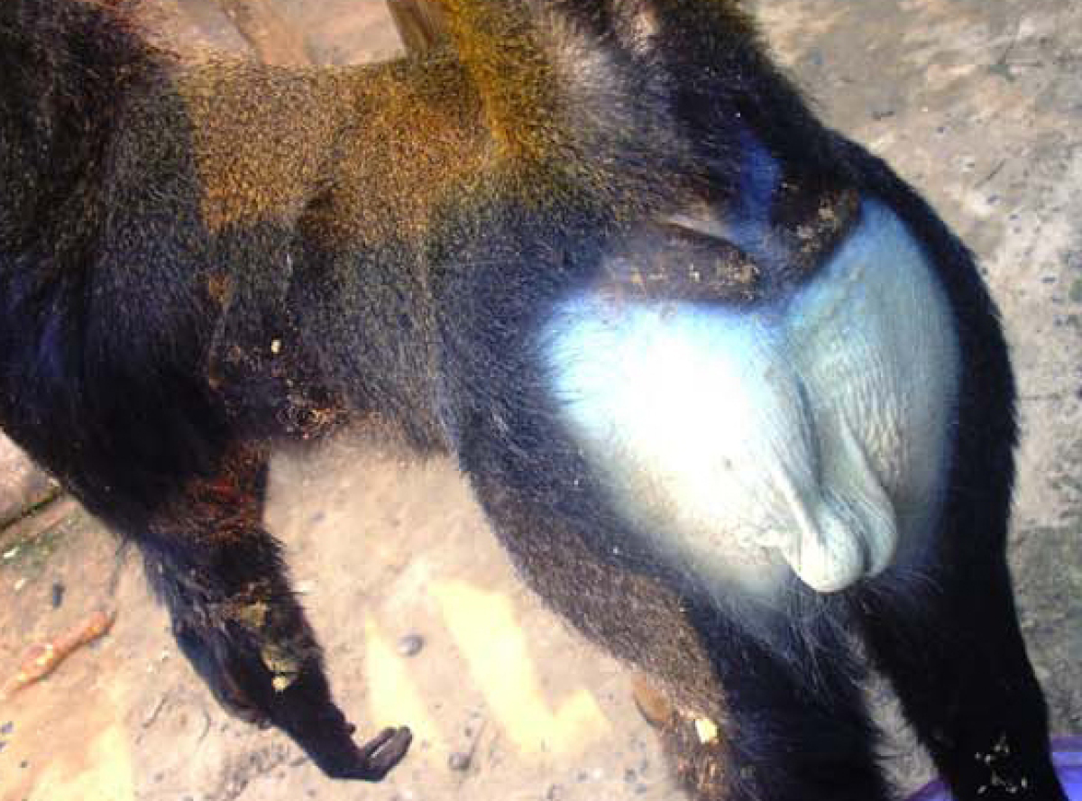 Cercopithecus Lomamiensis: Lesula, New Primate Species With Blue Buttocks, Discovered ...1200 x 888