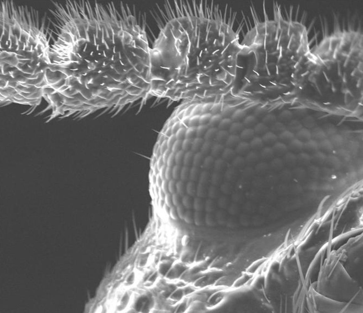 Как выглядит днк человека фото под микроскопом