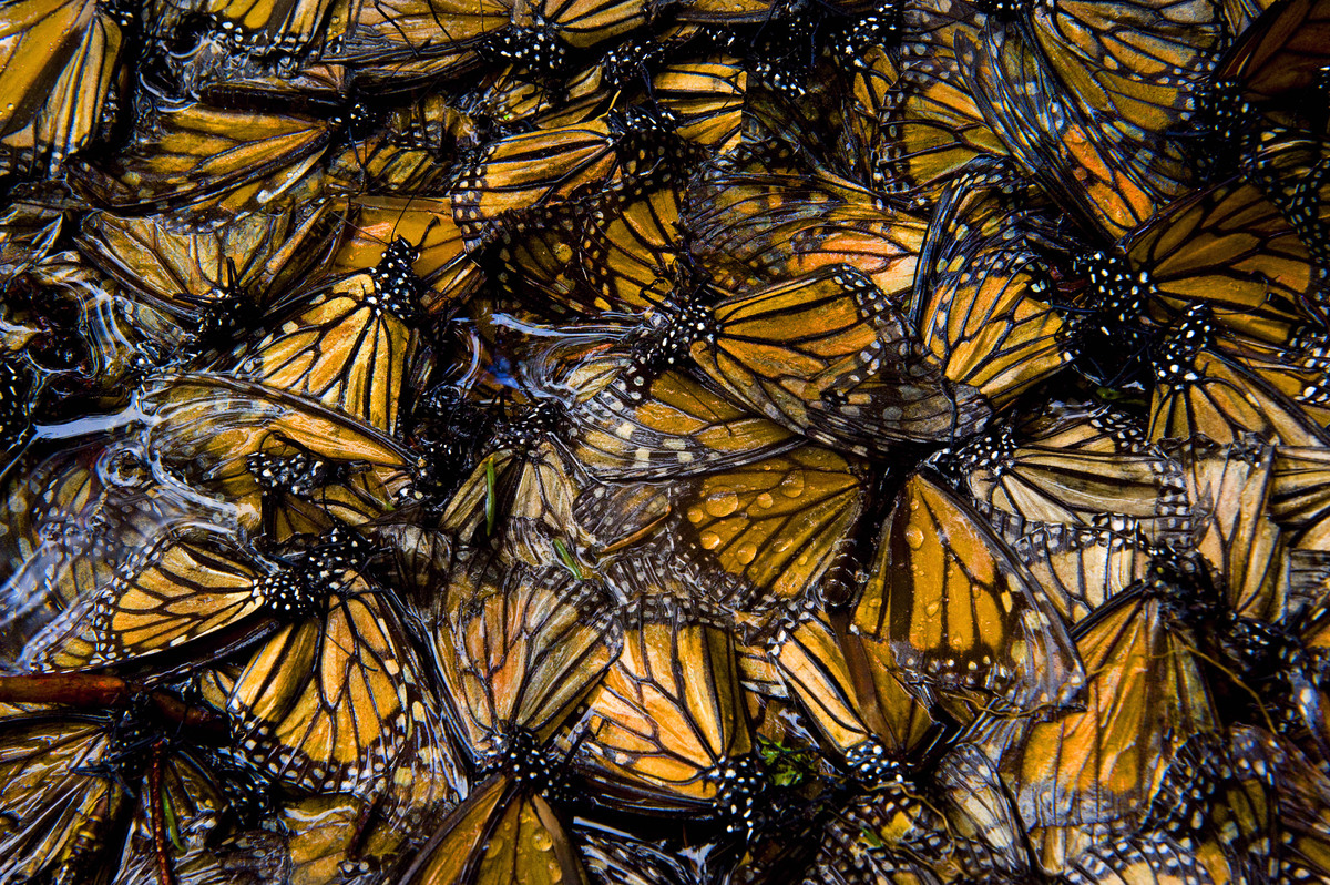Louie Schwartzbergs Nature Footage Reveals The Sound Of 1 Million Monarch Butterflies Video