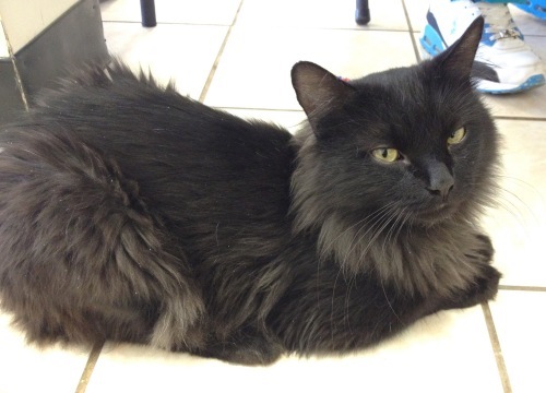 Chicago-Area Black Cats Up For Adoption (PHOTOS) | HuffPost