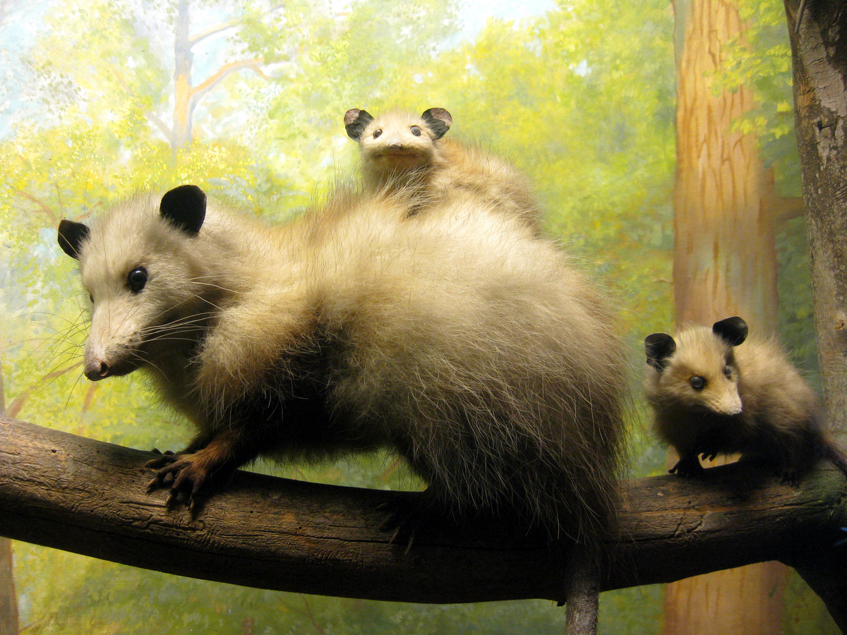 Opossum Facts: 10 Things You Never Knew About The Marsupial | HuffPost