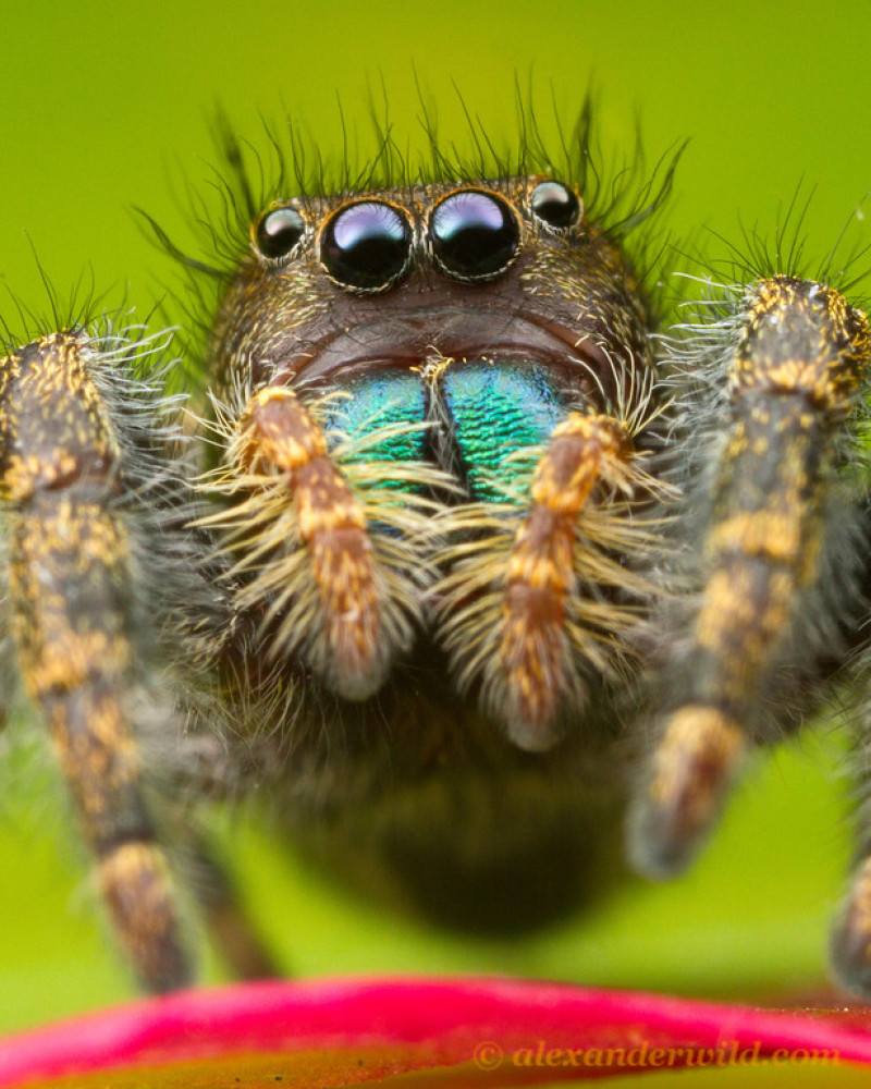 Listen To The Creepy Sounds Spiders Make When They Want Sex HuffPost