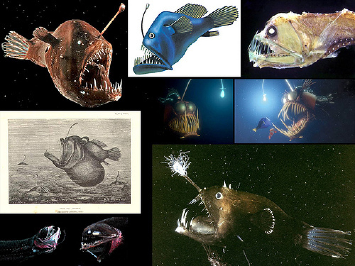 It's almost impossible to catch a male angler fish. Why? They don't exist for very long. When a male angler fish is born, it 