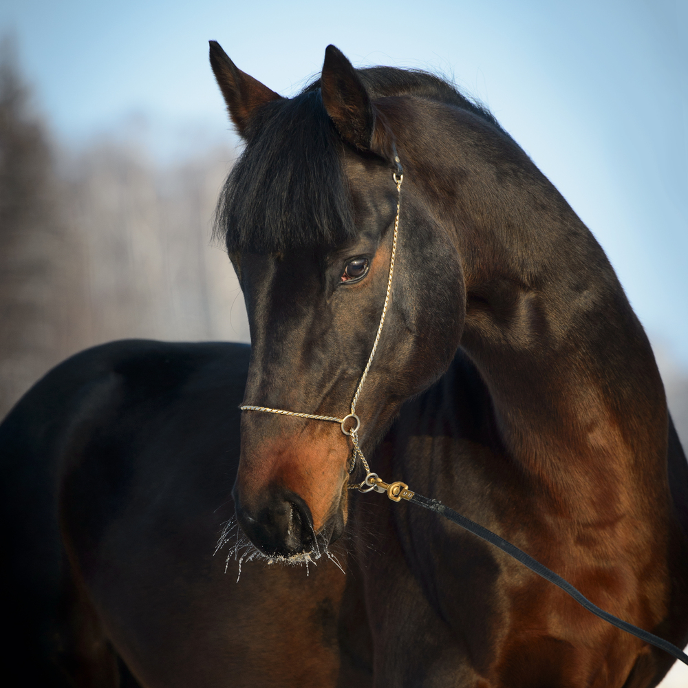 Is Horse Meat Legal In The U.S.? Yes It Is, And We Ate Some (VIDEO
