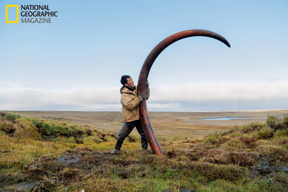 Mammoth Tusk Trade In Russia Grows Exponentially (PHOTOS) HuffPost