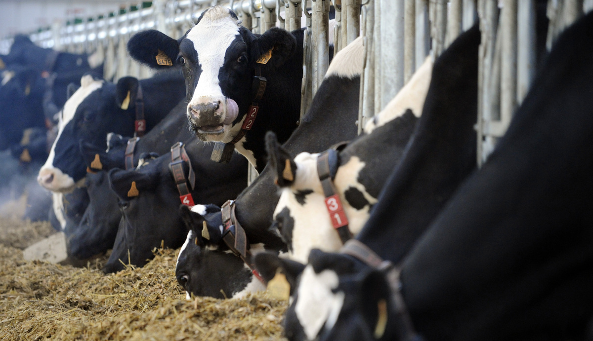Selon le rapport du FAO L'Ombre portée de l'élevage, celui-ci serait responsable de 18% des émissions de gaz à effet de serre dans le monde.
À titre comparatif, le transport est responsable de 13% de ces émissions.
Comme le résume l'un des contributeurs à La Vérité sur la viande, un carnivore qui roule à vélo pollue plus qu'un végétarien roulant en hummer.