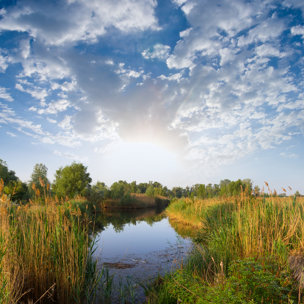Conséquence de la croissance de l'élevage intensif et des cultures qui l'accompagnent, l'eau va venir à manquer.
Selon un rapport publiée par l'Institut international de l'eau basé à Stockholm, nous devrions réduire notre apport en protéines d'origine animales de 20% aujourd'hui à 5% d'ici 2050. Faute de quoi il n'y aura plus assez d'eau.
D'après ce rapport, un régime végétarien est dix fois moins gourmand en eau qu'un régime carnivore. En diminuant sa consommation de viande par deux, on contribue déjà 5 fois plus à la sauvegarde de cette ressource capitale.