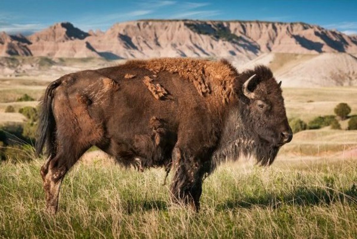 The Most Iconic Animals In America s National Parks HuffPost