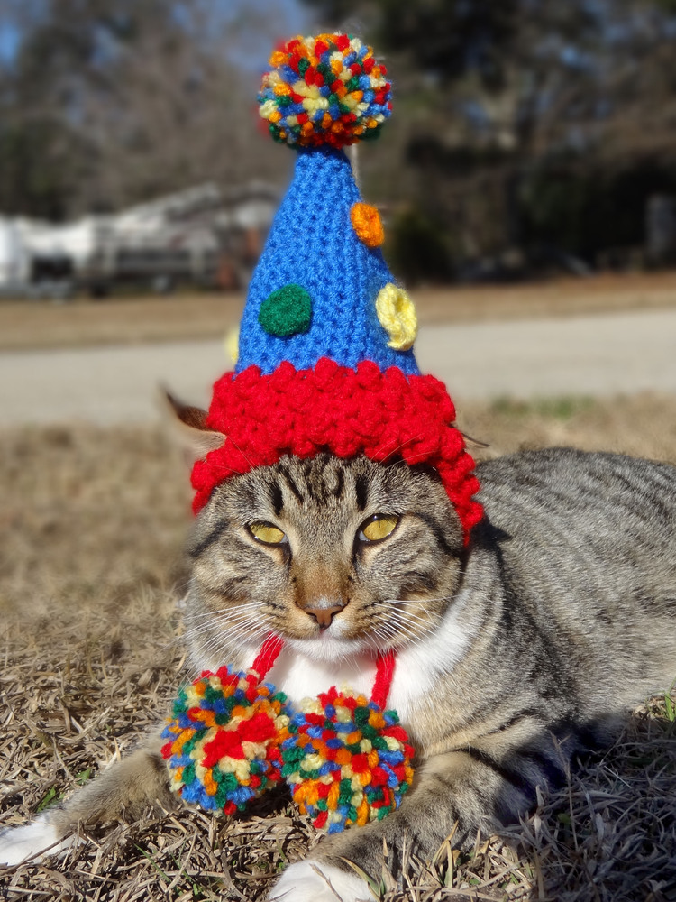 birthday party cat hat.