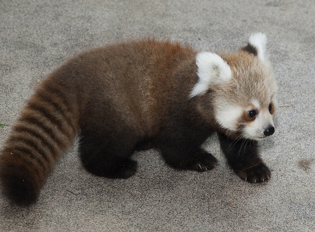 Rusty, The National Zoo's Adorable New Red Panda, Makes Debut (PHOTOS