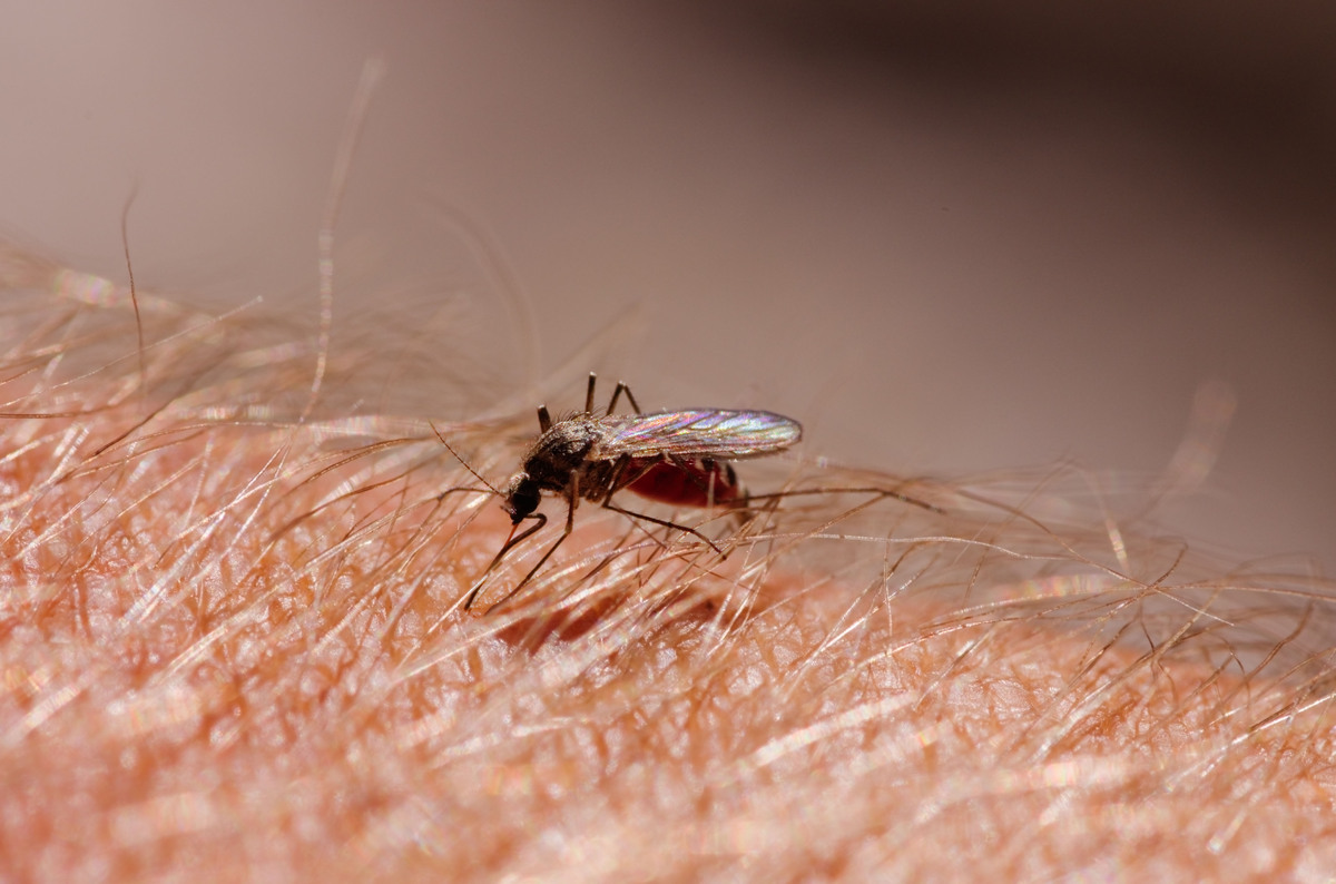 11 Reasons You Should Hate Mosquitoes Even More Than You Already Do