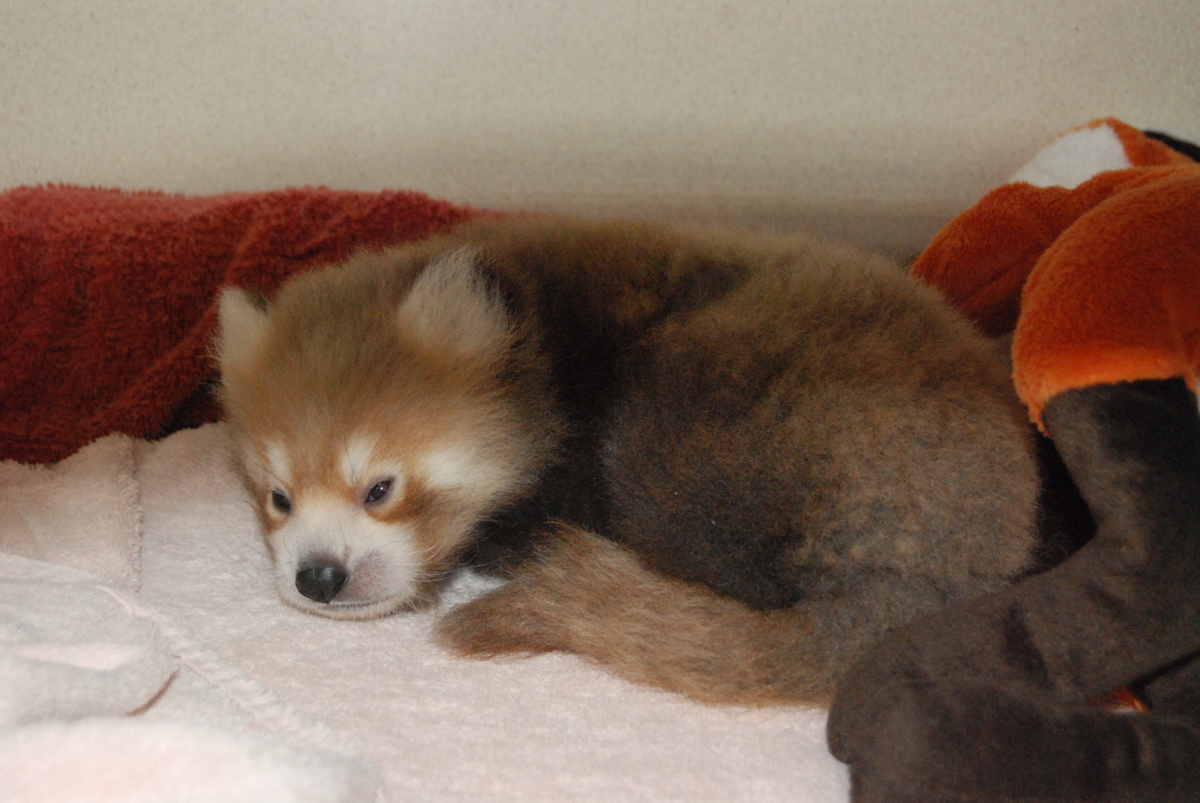 Sacramento Zoo's Red Panda Cub Will Hopefully Be Able To Join His