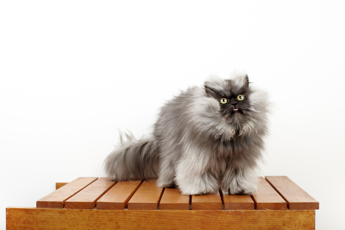 Colonel Meow, Cat Legend, Wins 'World's Hairiest Cat,' A