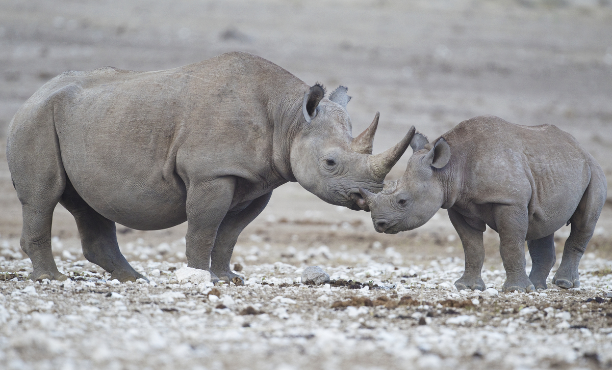 are black rhinoceros extinct