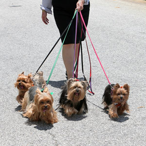 are yorkies cuddly dogs