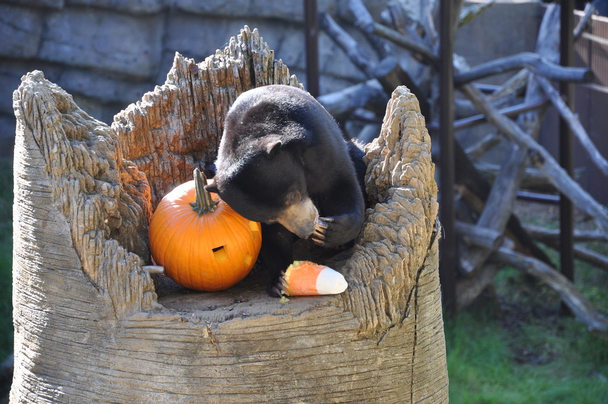 What animals eat old pumpkins