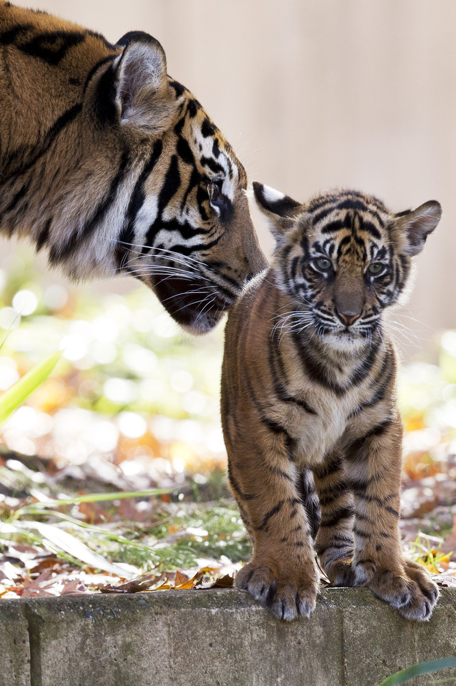National Zoo Tiger Cubs Make Their Debut, Prove Two Is Cuter Than One
