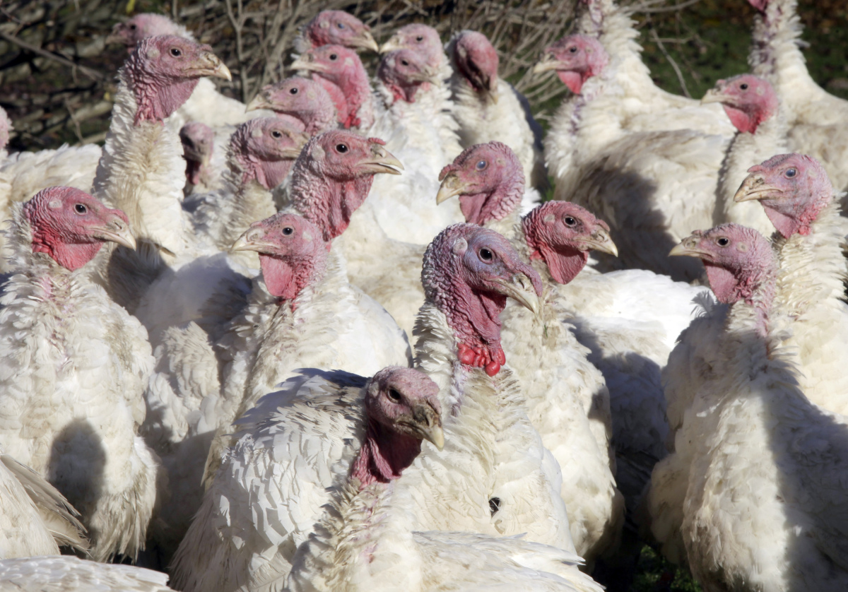 A Feast Of Ways To Support Humane Treatment Of Turkeys HuffPost