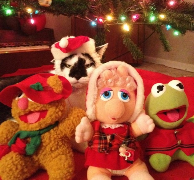 Image result for cats dressed as santa