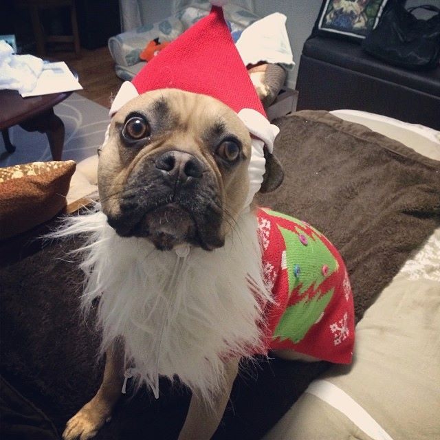 Christmas Dog Costumes 