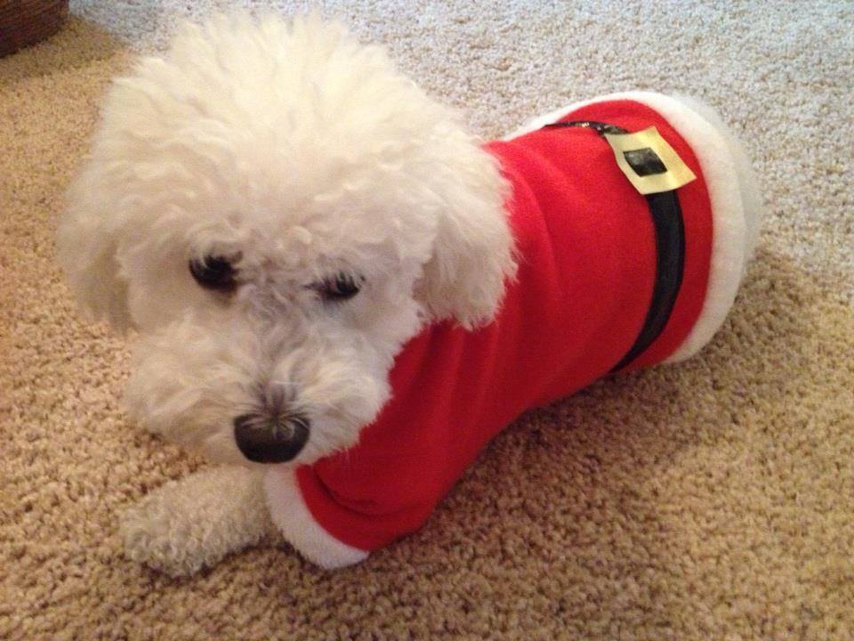 50 Pets In Christmas Costumes That Will Get You In The Holiday Spirit