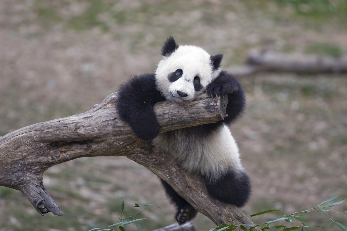 7 Stressed Animals Who Just Need A Hug Right Now | HuffPost