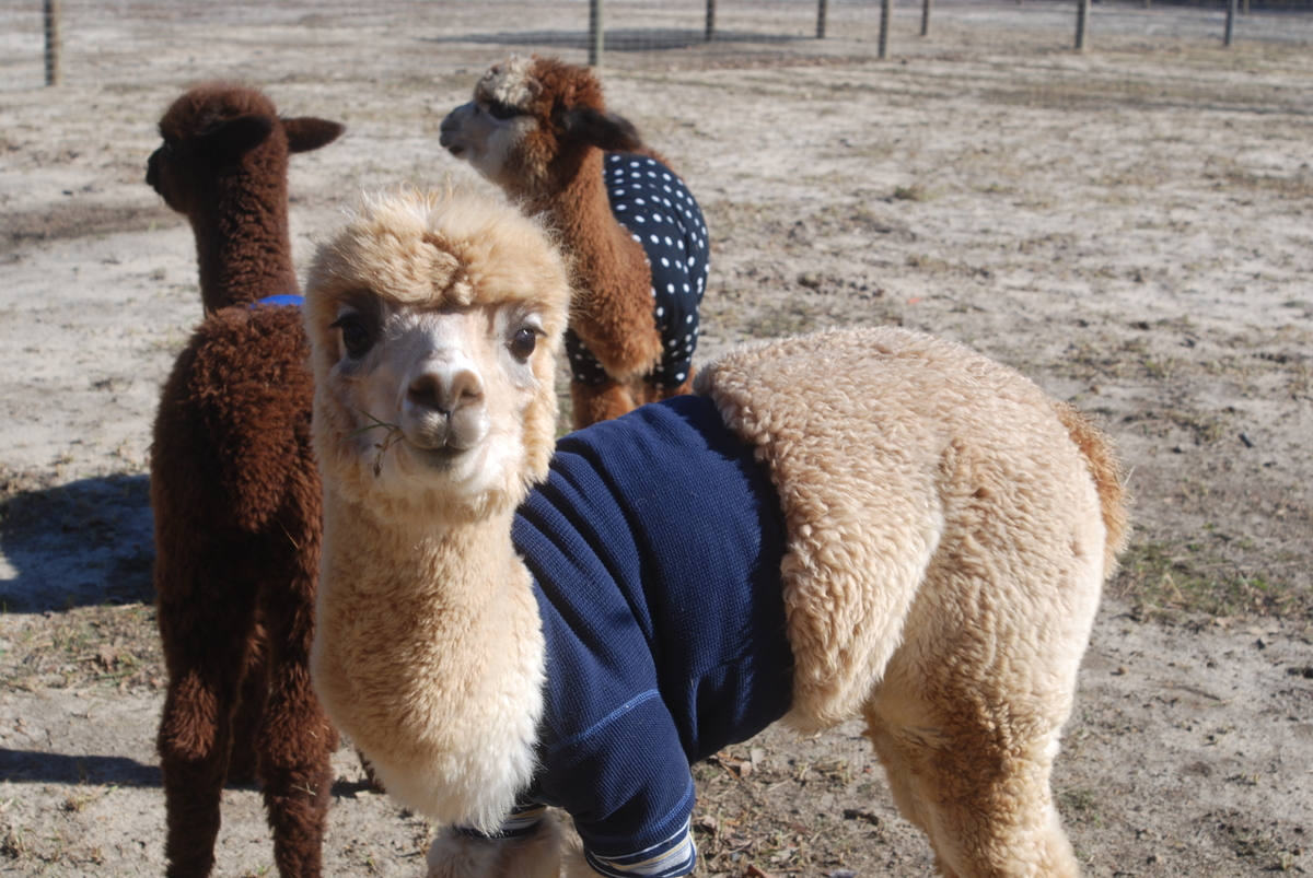 alpaca clothes near me