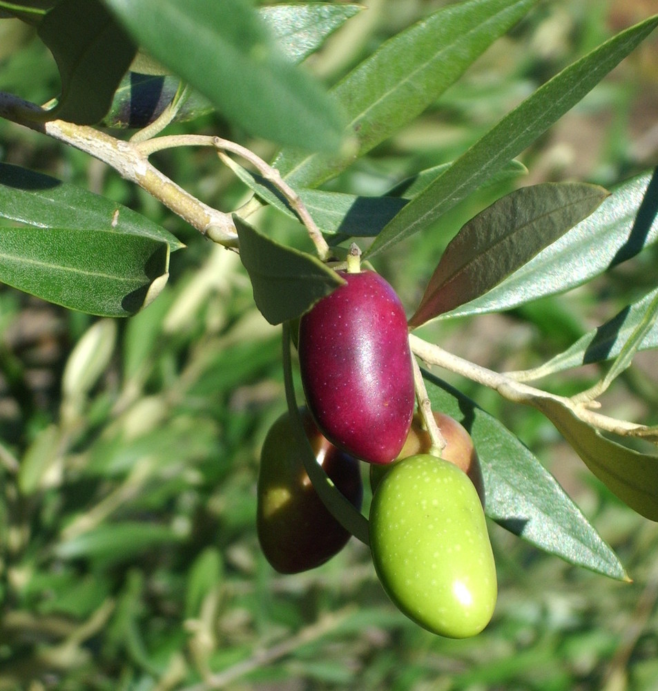 Olives, Ranked In Order From Worst To Best (PHOTOS) HuffPost