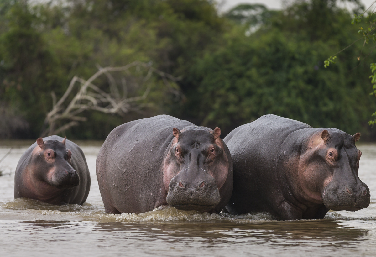 these-weird-animal-courtship-displays-are-probably-better-than-your