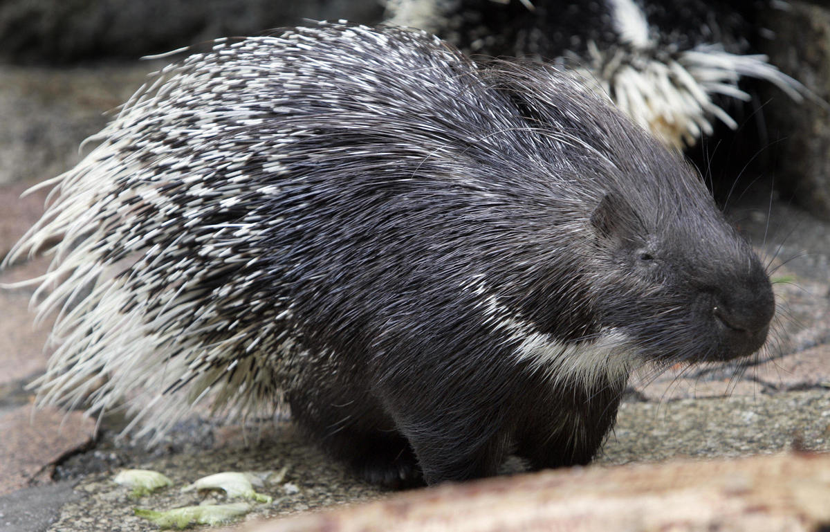 These Weird Animal Courtship Displays Are Probably Better Than Your Valentine's Day Plans HuffPost