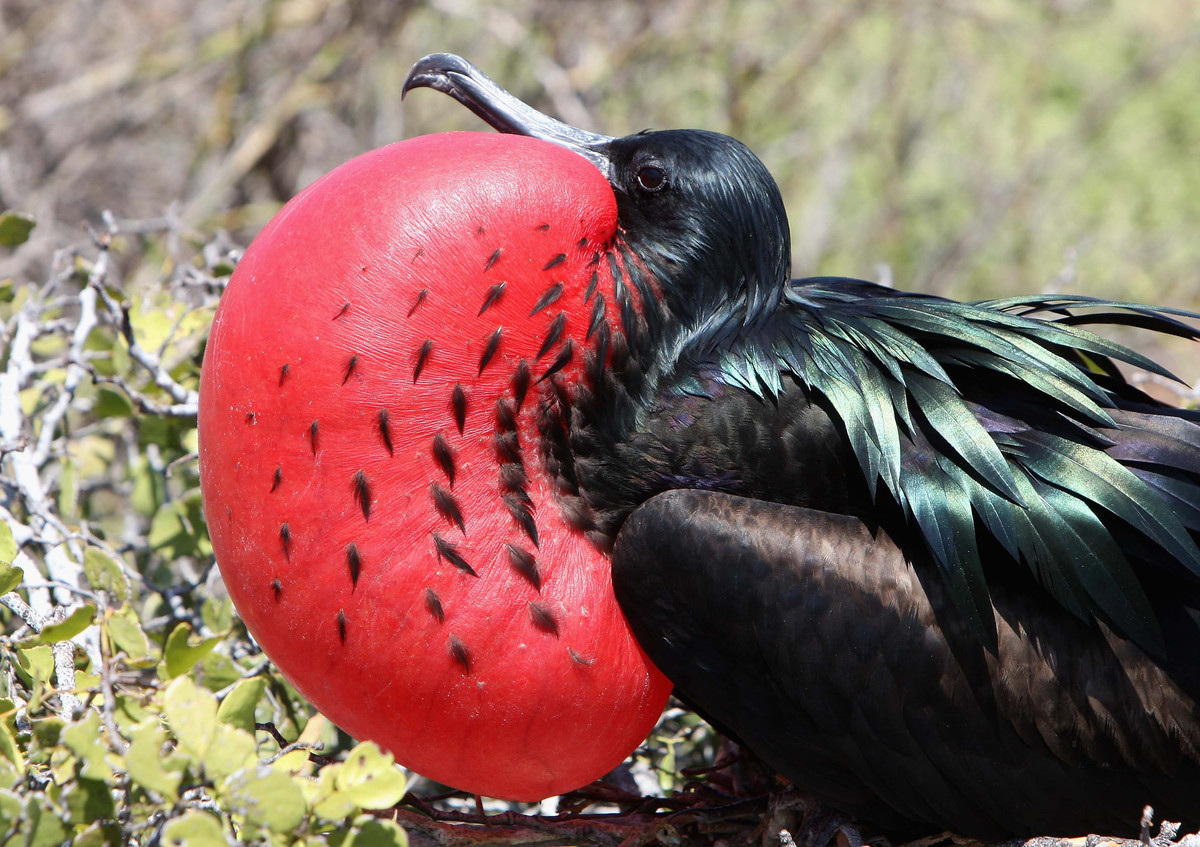 Example Of Courtship Behavior In Animals